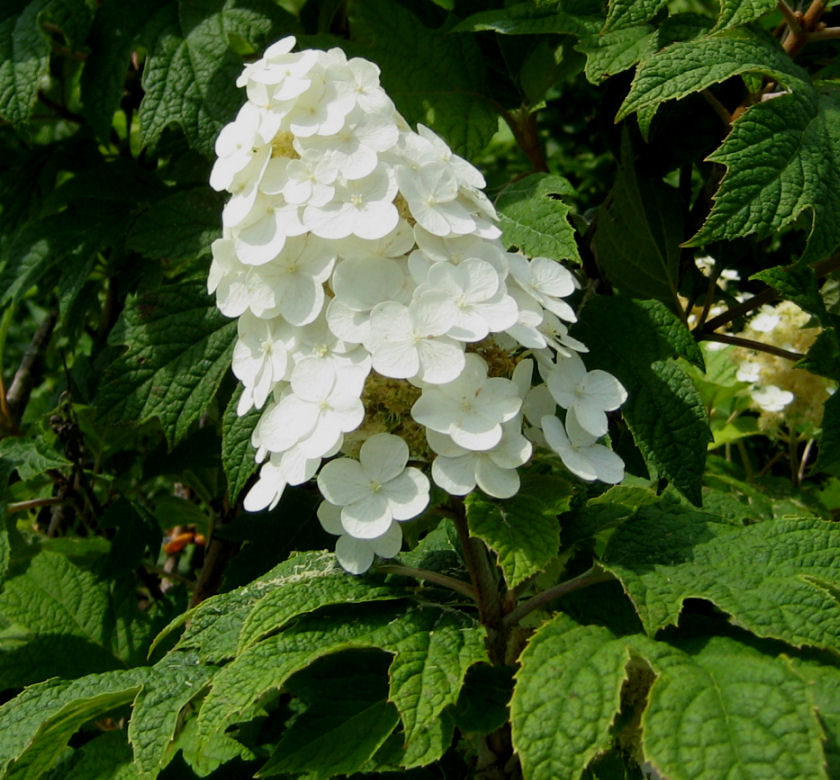 Snow Queen Oakleaf Hydrangea Natorp's Online Plant Store